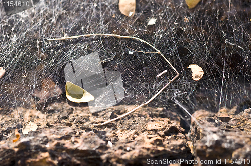 Image of Spiderweb