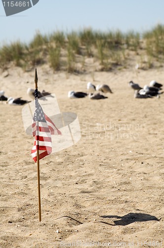 Image of american sea-gulls