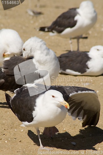 Image of sea-gulls