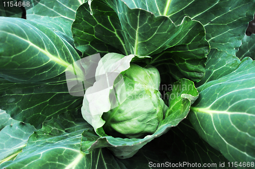 Image of Cabbage