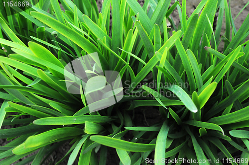 Image of Leek growing in the fields