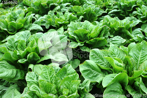 Image of Asparagus lettuce