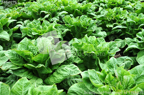 Image of Asparagus lettuce