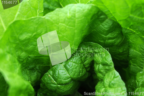 Image of Celery cabbage