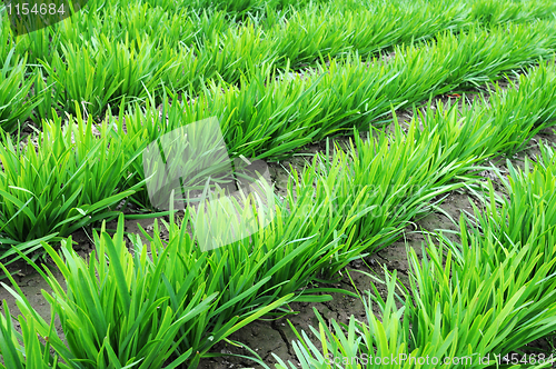 Image of Leek growing in the fields