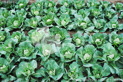 Image of Cabbage