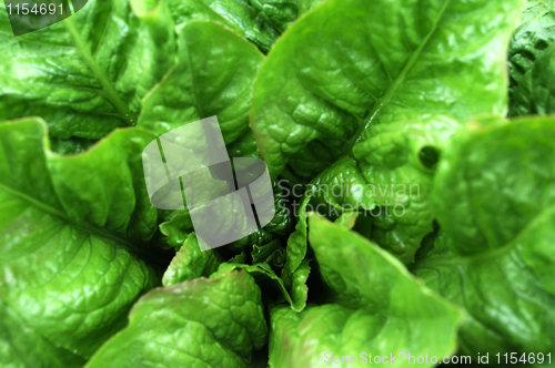Image of Asparagus lettuce