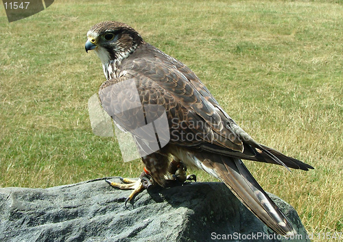 Image of Harris Hawk