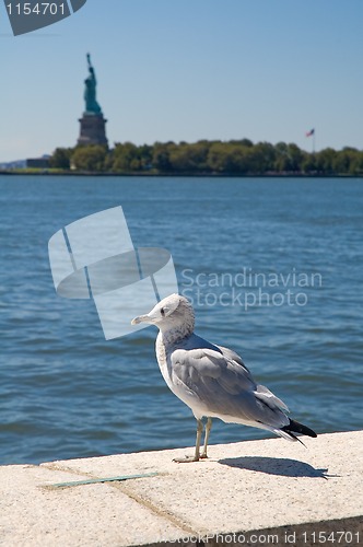 Image of sea-gull of liberty