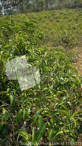 Image of Tea bush in Thailand