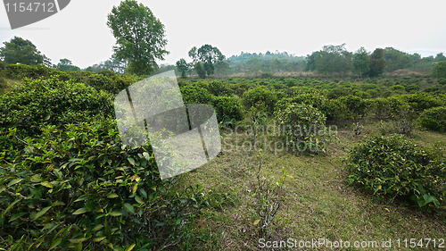 Image of Tea plantation in Thailand