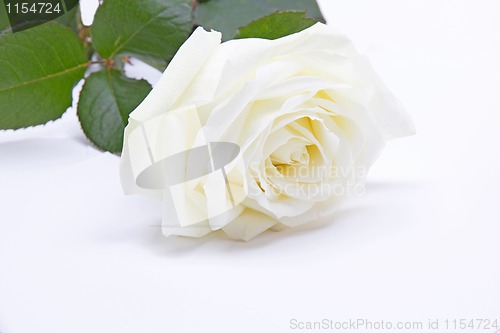 Image of Single white rose
