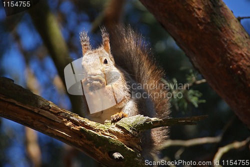 Image of squirrel 