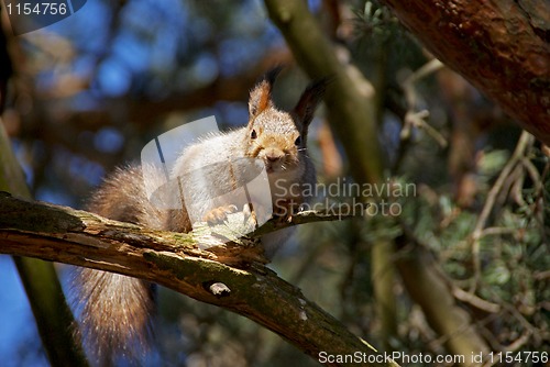 Image of squirrel 