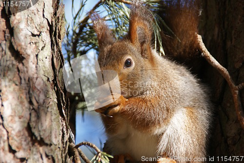 Image of squirrel 