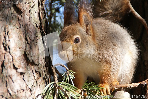 Image of squirrel 