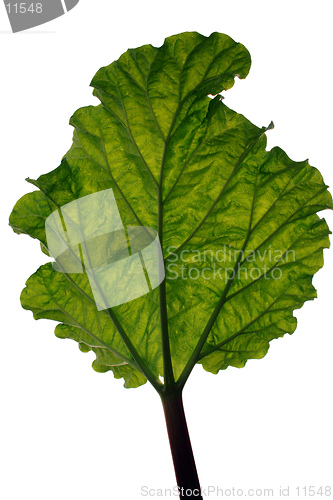 Image of A back lit leaf on white