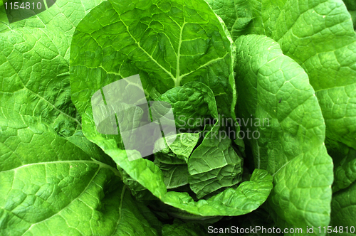 Image of Celery cabbage