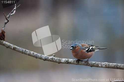 Image of male chaffinch