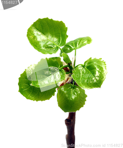 Image of green leaves of willow at spring