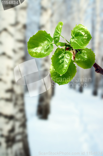 Image of new green leaves at winter