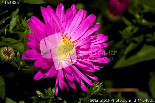 Image of Mickelmas Daisy