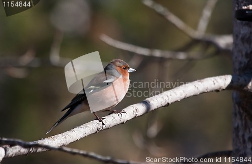Image of male chaffinch
