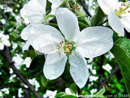 Image of Blossoming apple-trees