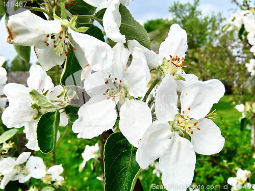 Image of Apple-tree blossom