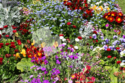 Image of Spring flowers