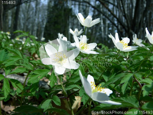 Image of spring forest