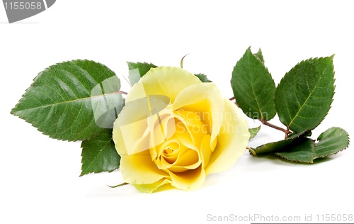 Image of fresh yellow roses