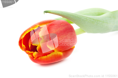 Image of red tulip