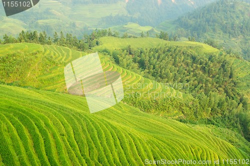 Image of Green rice field