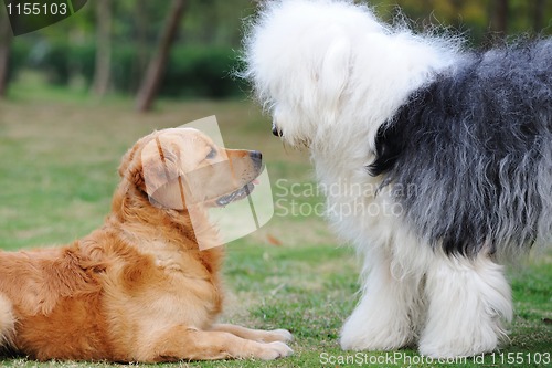 Image of Two dogs