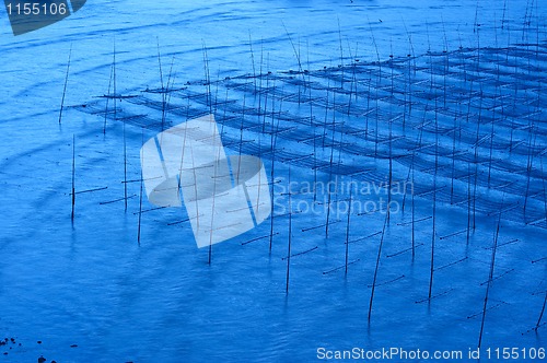 Image of Seaweed farm