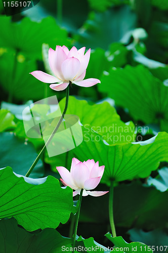 Image of Two Lotus flowers