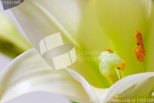 Image of Lily flower macro
