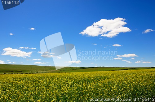 Image of Rape flowers field background