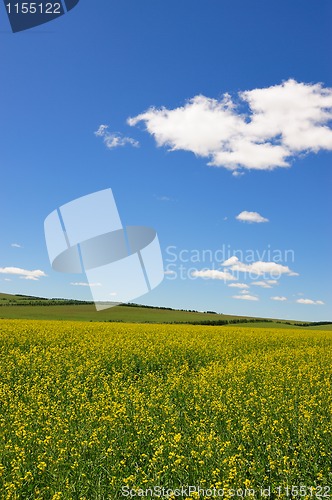 Image of Rape flowers field