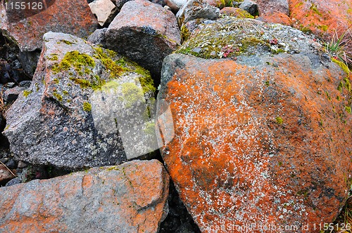 Image of mosses on stones