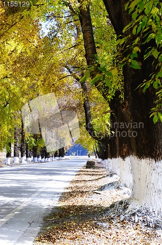 Image of Autumn road