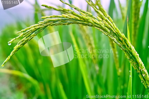 Image of Field of rice seedlings