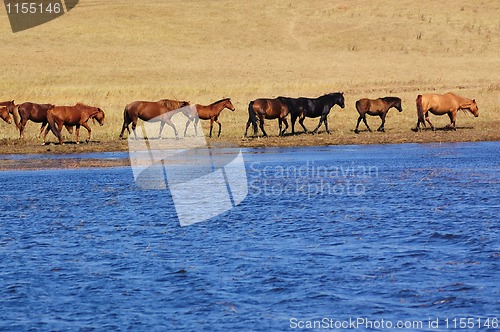 Image of Landscape of lake and horses