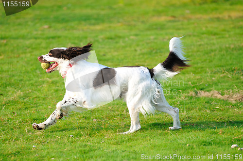 Image of Springer dog running