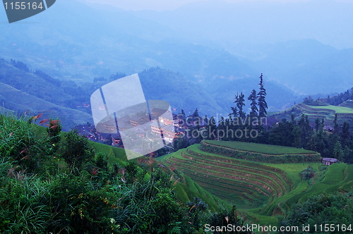 Image of Chinese green rice field