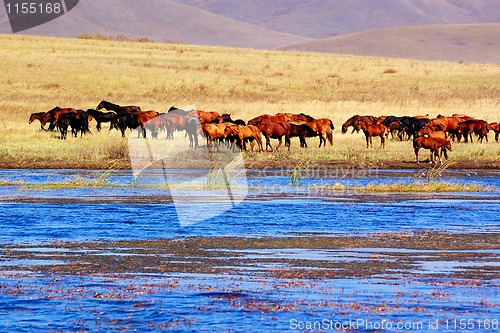 Image of Landscape of lake and horses