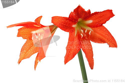 Image of orange lily in the Rozsa drops