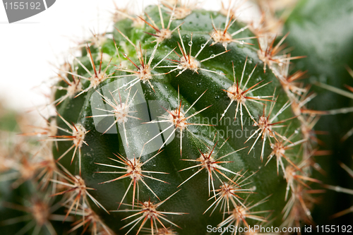 Image of Background from a cactus
