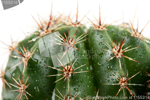 Image of cactus with spines
